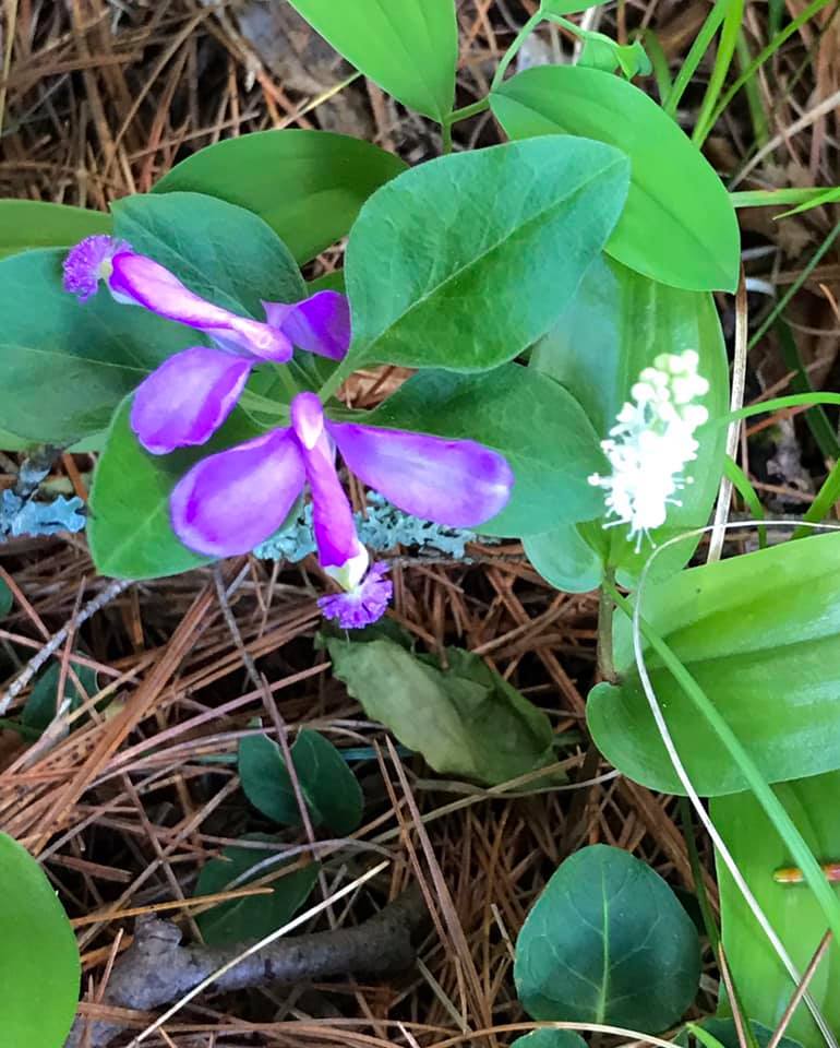 Fringed polygala